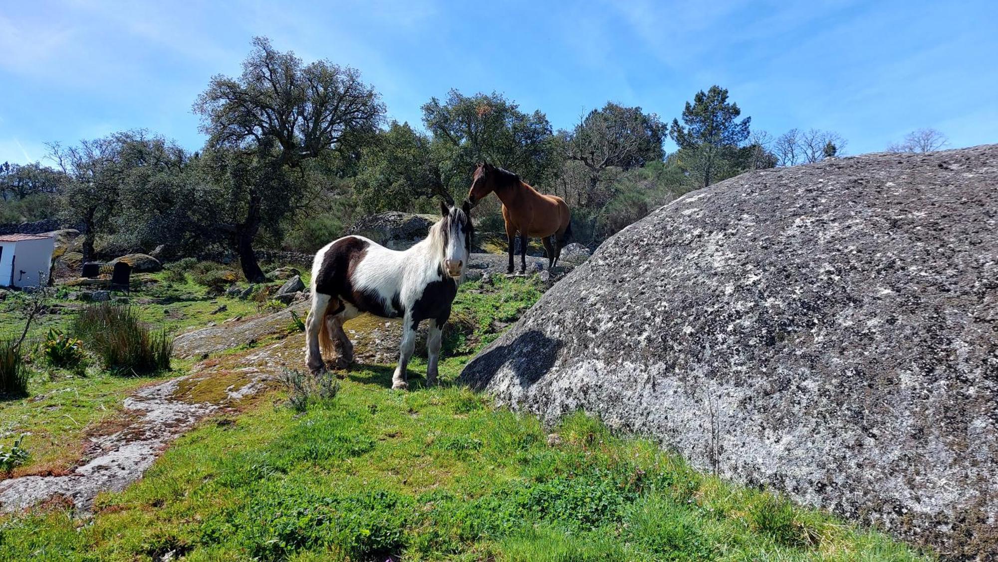 Magic Nature Lodge Marvão エクステリア 写真